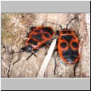 Pyrrhocoris apterus - Feuerwanze 01a.jpg